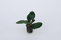     
: Anubias Caffefolia.jpg
: 559
:	93.8 
ID:	527439