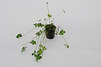     
: Marsilea hirsuta.jpg
: 695
:	40.8 
ID:	527460