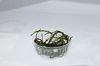     
: Willow moss.jpg
: 573
:	46.4 
ID:	532045