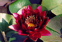     
: nymphaea_black_princess.jpg
: 506
:	45.3 
ID:	544886