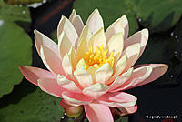     
: nymphaea_perrys_orange_sunset.jpg
: 446
:	41.3 
ID:	544888