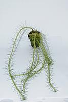     
: Myriophyllum simulans.JPG
: 436
:	213.0 
ID:	546679