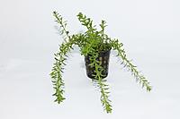     
: Rotala Boshi.JPG
: 485
:	166.6 
ID:	546685