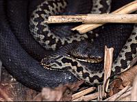     
: Vipera berus 02.jpg
: 935
:	88.0 
ID:	15746