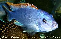    
: Labidochromis lipingo red top 2.jpg
: 661
:	57.9 
ID:	14450
