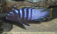    
: Labidochromis mbamba .jpg
: 671
:	59.5 
ID:	14453