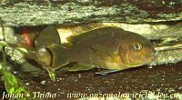     
: Labidochromis mbamba .jpg
: 650
:	73.4 
ID:	14454