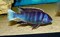     
: Pseudotropheus_acei_ngara.jpg
: 862
:	263.1 
ID:	549443