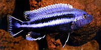     
: elanohromis chipoka.jpg
: 791
:	71.5 
ID:	549596