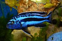     
: melanochromis-maingano.jpg
: 268
:	89.7 
ID:	554070