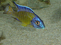     
: Aulonocara stuartgranti 'blue neon Hai Reef'.jpg
: 303
:	57.3 
ID:	576881