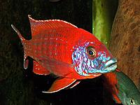     
: Aulonocara spec. 'super red'.jpg
: 281
:	34.5 
ID:	576884