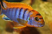     
: Labidochromis hongi sweden.jpg
: 595
:	162.8 
ID:	609915