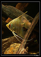     
: Pterophyllum-cf-scalare_05.jpg
: 369
:	124.1 
ID:	621385