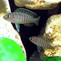     
: Neolamprologus_similis.jpg
: 728
:	89.4 
ID:	105948