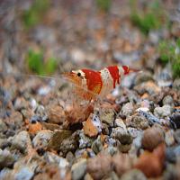     
: Caridina cantonensis sp Crystal Red.jpg
: 443
:	260.1 
ID:	62773