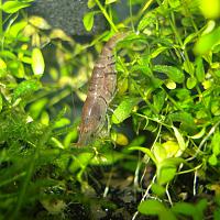     
: Caridina cf cantonensis Tiger-2.jpg
: 457
:	326.8 
ID:	62778