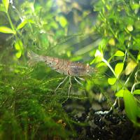     
: Caridina cf cantonensis Tiger-3.jpg
: 423
:	308.0 
ID:	62779