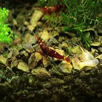     
: Caridina sp Red Goldflake.jpg
: 424
:	304.3 
ID:	62781