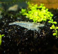     
: Neocaridina cf zhangjiajiensis var white.jpg
: 433
:	283.1 
ID:	62782