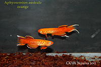     
: Aphyosemion australe orange  (1).jpg
: 237
:	336.1 
ID:	599927