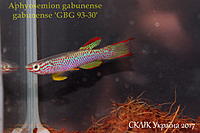     
: Aphyosemion gabunense GBG 93-30.jpg
: 227
:	388.5 
ID:	599930