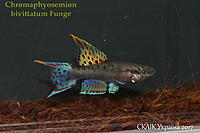     
: Chromaphyosemion bivittatum Funge.jpg
: 241
:	412.0 
ID:	599935