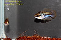     
: Cubanichthys pengelleyi Cuba (1).jpg
: 210
:	317.7 
ID:	599936