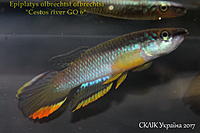     
: Epiplatys olbrechtsi olbrechtsi Cestos river GO 6  (1).jpg
: 217
:	334.4 
ID:	599938