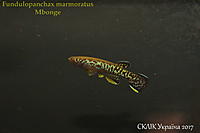     
: Fundulopanchax marmoratus Mbonge.jpg
: 195
:	258.2 
ID:	599939