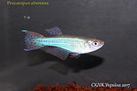     
: Procatopus aberrans.jpg
: 211
:	279.1 
ID:	599941