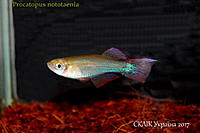     
: Procatopus nototaenia.jpg
: 215
:	341.5 
ID:	599942