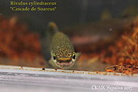     
: Rivulus cylindraceus Cascade de Soareus (2).jpg
: 196
:	343.3 
ID:	599943