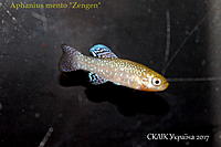     
: Aphanius mento Zengen.jpg
: 192
:	362.9 
ID:	599944