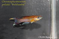     
: Chromaphyosemion poliaki Bolifamba.jpg
: 200
:	277.0 
ID:	599947