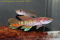     
: Fundulopanchax  sjoestedti  Blau (1).jpg
: 191
:	357.4 
ID:	599949