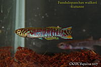     
: Fundulopanchax walkeri Kutunse.jpg
: 227
:	334.4 
ID:	599951