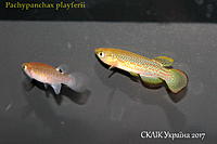     
: Pachypanchax playferii .jpg
: 231
:	302.3 
ID:	599954