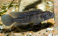     
: lamprologus_congoensis_3502.jpg
: 224
:	87.9 
ID:	627567