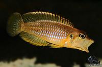     
: L_ocellatus-Kjell_Fohrman.jpg
: 294
:	104.9 
ID:	627582