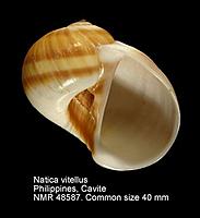     
: 63139_natica-vitellus.jpg
: 308
:	16.6 
ID:	628565