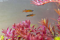     
: Epiplatis-4.jpg
: 513
:	191.1 
ID:	614788