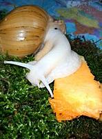     
: snail - .jpg
: 562
:	22.1 
ID:	544528