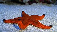     
: Red Sea Star, (Fromia elegans), Starfish.jpg
: 506
:	98.5 
ID:	557674