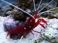     
: Lysmata debelius.gif
: 519
:	102.6 
ID:	557676