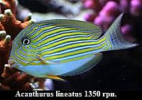     
: Acanthurus lineatus.jpg
: 189
:	22.4 
ID:	675354