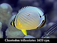     
: Chaetodon trifasciatus.jpg
: 166
:	20.4 
ID:	675366