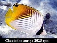     
: Chaetodon auriga .jpg
: 168
:	19.5 
ID:	675800