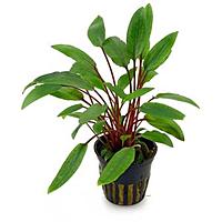     
: cryptocoryne-beckettii.jpg
: 281
:	14.9 
ID:	622496