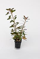     
: Ludwigia-Repens-Rubin.jpg
: 281
:	19.1 
ID:	622509